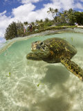 Green Turtle (Chelonia Mydas)  Oahu  Pacific Ocean  Hawaii  USA