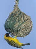 Vitelline Masked Weaver at its Nest  Ploceus Velatus  Samburu  Kenya  Africa