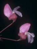 Eastern Redbud Flowers  Cercis Canadensis  Eastern North America