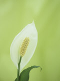 Peace Lily Flower (Spathiphyllium Wallissii)