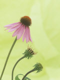 Progressive Opening of Echinacea Flowers