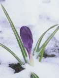 Crocus Flowering in the Snow (Crocus Vernus)