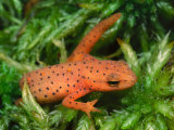 Eastern Newt Eft or Terrestrial Stage (Notophthalmus Viridescens)  Eastern North America