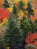 Fall Colors in the Southern Appalachian Mountains  North Carolina  USA