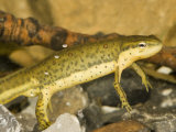 Red-Spotted Newt Underwater  Notophthalmus Viridescens  Eastern North America