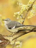 Northern Mockingbird (Mimus Polyglottos)  North America