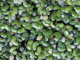 Duckweed  Lemna Minor  on a Pond Surface  North America