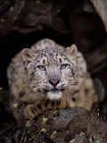 Snow Leopard  Panthera Uncia  an Endangered Species  Asia