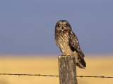 Short-Eared Owl (Asio Flammeus) on a Fence Post  North America