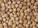 Garbanzo Beans or Chick Peas (Cicer Arietinum) Native to the Middle East