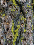 Acorn Woodpecker  Melanerpes Formiciverus  Cache of Stored Acorns in a Tree Trunk  California