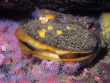 Rock Scallop (Hinnites Giganteus)  Pacific Coast of North America