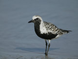 Black-Bellied Plover (Pluvialis Squatarola) in Breeding Plumage  Florida  USA