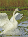 Trumpeter Swan Flapping its Wings  Cygnus Buccinator  Alaska  USA