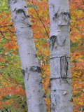 White Birch Forest in Autumn  Betula Papyrifera  Eastern USA