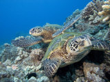 Green Sea Turtles Swimming over a Coral Reef (Chelonia Mydas)  an Endangered Species  Hawaii  USA