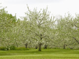 Flowering Apple Orchard in the Spring (Malus)  New Hampshire  USA