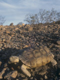 Desert Tortoise (Gopherus Agassizii) a Threatened Species  Mojave Desert  California  USA