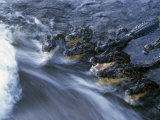 Yacare Caimans in the Pantanal  Caiman Crocodilus  South America