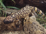 Gila Monster (Heloderma Suspectum)