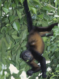 Mantled Howler Monkey Feeding on Vegetation  Alouatta Palliata  Costa Rica