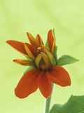 Opening of a Mexican Sunflower (Tithonia Rotundifolia) Flower