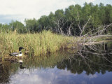 Common Loon Nesting