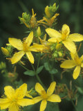 St John's Wort  Hypericum Perforatum  North America