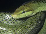 Redtail Rat or Racer Snake (Gonyosoma Oxycephalus)  Southeast Asia