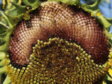 Close-Up of Maturing Sunflower  Helianthus Annuus  with About Half of Seeds Missing