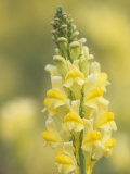 Dewy Butter-And-Eggs Flowers  Linaria Vulgaris  North America