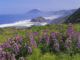 Lupine Flowers  Lupinus  on a Cliff Above a Rugged Rocky California Coastline  USA