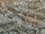 Northern Fence Lizard (Sceloporus Undulatus Hyacinthinus)