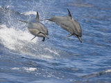 Spinner Dolphins (Stenella Longirostris) Leaping into the Air at the Same Time  Hawaii  USA