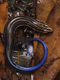 Five-Lined Skink  Eumeces Fasciatus   North America