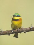 Little Bee-Eater  Merops Pusillus  Masai Mara  Kenya  Africa