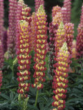 Garden Lupines  Lupinus  North America