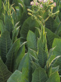 Blooming Tobacco Plant  Nicotiana Tabacum  Southern USA