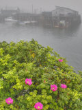 Seaside Roses  Rosa Rugosa  and Wharf