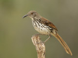 Long-Billed Thrasher  Toxostoma Longirostre  Texas  USA