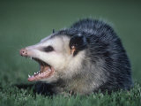 Opossum Showing its Teeth (Didelphis Marsupialis)  USA
