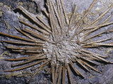 Sea Urchin Fossil (Archeocidaris)  360-325 MYA  Texas  USA