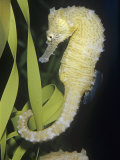 Seahorse (Hippocampus) Caribbean to South Pacific