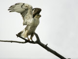 Ferruginous Hawk  Buteo Regalis  Taking Flight  Desert Southwestern USA