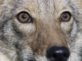 Coyote Face (Canis Latrans)  Close-Up of its Eyes