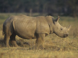 White Rhinoceros on the Savanna  Ceratotherium Simum  Nakuru  Kenya  Africa