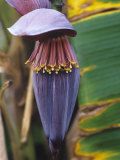 Flower on a Banana Tree  Louisiana  USA