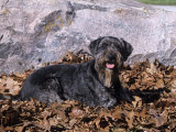Standard Schnauzer Variety of Domestic Dog