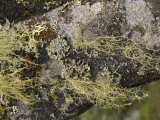 Foliose  Fruticose  and Crustose Lichens on the Bark of a Deciduous Tree Oregon  USA
