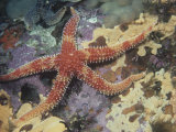 Rainbow Starfish  Orthasterias Koehleri  Pacific Coast of North America